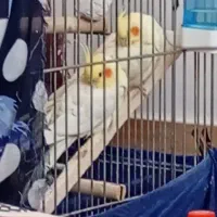 یک جفت عروس هلندی|پرنده|آباده, |دیوار