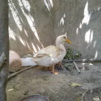اردک
