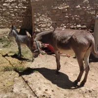 شیر الاغ|عمده‌فروشی|خنجین, |دیوار