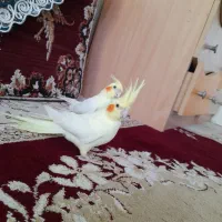 دو عدد عروس هلندی نر  رام