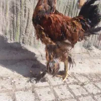 غول پیکر برهما و سلطان|حیوانات مزرعه|قم, در بهشت|دیوار