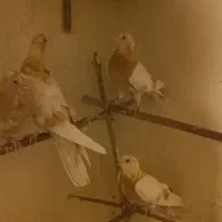 کبوتر زرد   پر