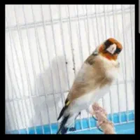 سهره هزار نر