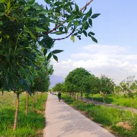 شیره انگور هیزمی