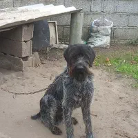 سگ موسیمی اصیل المان نر ۱۰ماهه