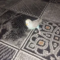 مرغ عشق کاملاً دستی