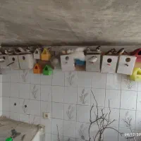 فنچ زبرا، فنچ کینگ، کوتوله برزیلی