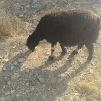 میش