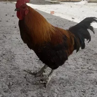 خروس