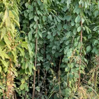 نهال پر کیفت و با تضمین|خدمات باغبانی و درختکاری|سنگر, |دیوار