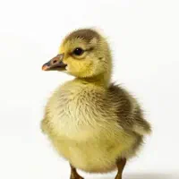 جوجه قوغاز  آفریقایی
