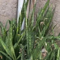 گل طبیعی ، سانسوریا ، خرفه