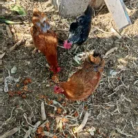 سه عدد مرغ|حیوانات مزرعه|شبستر, |دیوار