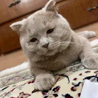 گربه اسکاتیش|گربه|اهواز, شریعتی جنوبی|دیوار