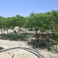 باغ-580-متر-خوش-جا