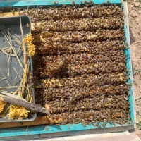 فروش کلنی کندو زنبور عسل