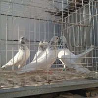 شیخ ابری وبحرینی