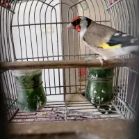 سهره سرسیاه استان فارسی