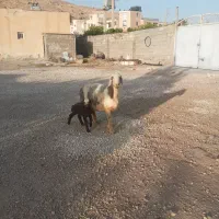 میش|حیوانات مزرعه|شیراز, نصر|دیوار