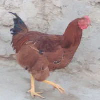 خروس محلی|حیوانات مزرعه|زرین دشت (همدان), |دیوار