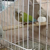 گرینچیک نر بالغ کارداده تستم داره