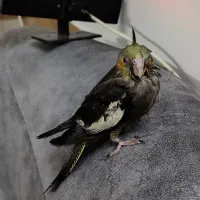 مینای سخنگو و جوجه عروس دستی|پرنده|قم, شهرک مهدیه (مدرس)|دیوار