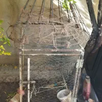 قفس مرغ و خروس|حیوانات مزرعه|صحنه, |دیوار