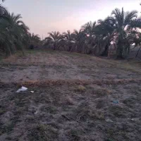 زمین ‌بانخل‌خرما|فروش دفتر صنعتی، کشاورزی، تجاری|ایرانشهر, |دیوار