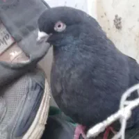 کبوترسیاه