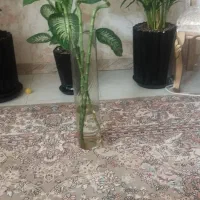 بامبو
