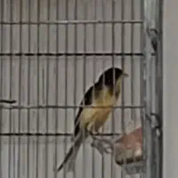 قناری نر مست