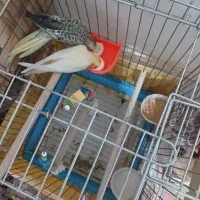 طوطی عروس هلندی