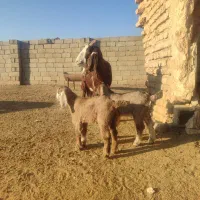 بزآمریکایی کل وبزدوقلووپرشیردرجه یک|حیوانات مزرعه|تربت جام, جلگه موسی آباد|دیوار