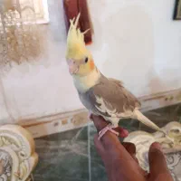 عروس ابلغ نر|پرنده|سبزوار, کهنه آب|دیوار