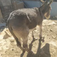 الاغ|حیوانات مزرعه|زاغه, |دیوار