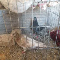 یک عدد کفتر زاجر وسرخ