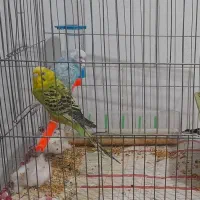 یک جفت مرغ عشق ویک مرغ مینا جوان سالم وسرحال