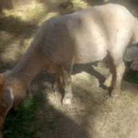 گوسفند|حیوانات مزرعه|نرماشیر, |دیوار