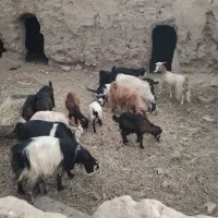 ۱۶ راس بز و بزغاله|حیوانات مزرعه|بردسکن, |دیوار