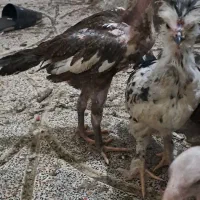 تعدادی نیمچه مرغ خروس محلی لاری
