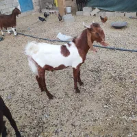 دو عدد کهره نر|حیوانات مزرعه|امیدیه, |دیوار