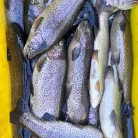 ماهی مرغ گوشت دنبه خرید با کالا برگ مقدور میباشد