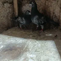 کفتر پلاکی مسافتی|پرنده|مشهد, پنجتن|دیوار