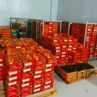 خرما مُرداسَنگ پیچیده، خاصوئی ،خنیزی و کلوته|خوردنی و آشامیدنی|بندرعباس, |دیوار