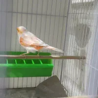 قناری|پرنده|مشهد, شهید قربانی|دیوار