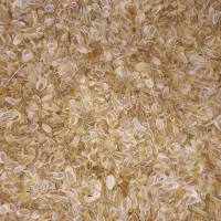 داروی گیاهی بذر انغوزه