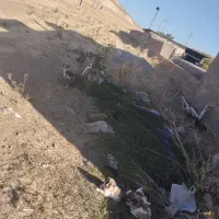 حیوانات|سگ|درب گنبد, |دیوار