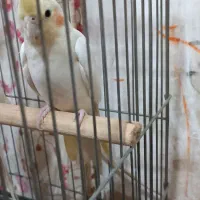 دو جفت عروس هلندی|پرنده|زاغه, |دیوار