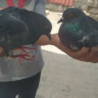 کفتر|پرنده|میناب, |دیوار