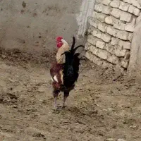 خروس و مرغ لاری